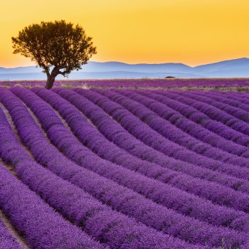 Lavendelfeld in der Provence © emperorcosar - stock.adobe.com