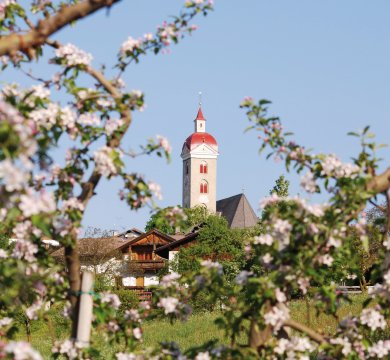 Apfelblüte in Natz-Schabs
