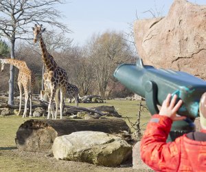 Zoo Leipzig - Giraffen auf der Savanne beobachten