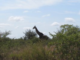 Giraffe - die überragt alles