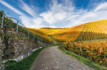 Der Rotweinwanderweg bei Dernau © majonit - stock.adobe.com