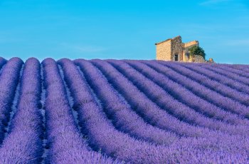 Lavendelfeld in der Provence© Fyle - stock.adobe.com