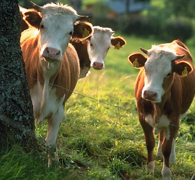 Schwarzwälder Kühe