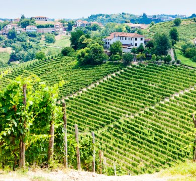 Weinberge