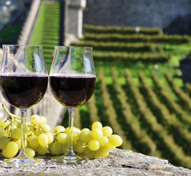In den Weinbergen bei Bellinzona