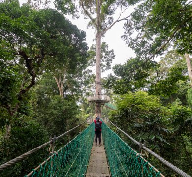 Canopy Walk - Hängebrücke - im Regenwald 