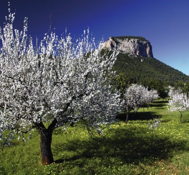 Frühling auf Mallorca - Mandelblüte