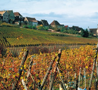 Herbstliche Landschaft Weinberge