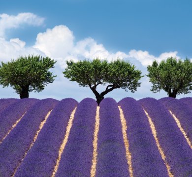 Lavendelfeld in Valensole