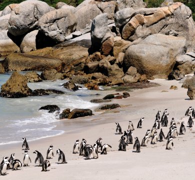 Pinguinkolonie in Südafrika