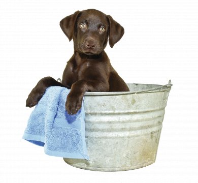 Hundewelpe im Badefass