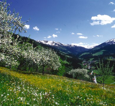 Apfelblüte in den Bergen