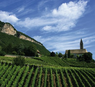 Weinberge an der Südtiroler Weinstraße