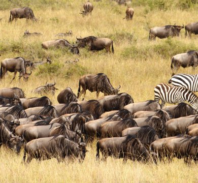 Gnu-Herde