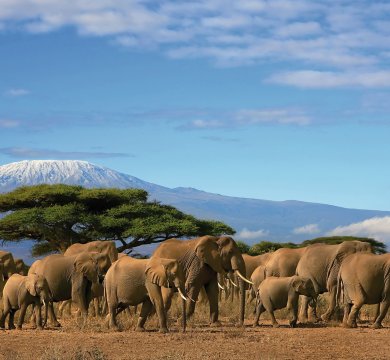 Elefantenherde vor dem Kilimandscharo