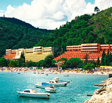 Mimosa Hedera Narcis