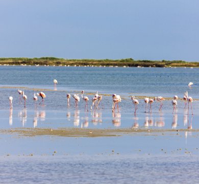 Flamingos in der Camargue