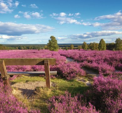 Lüneburger Heide