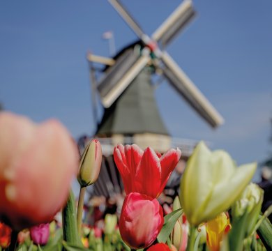 Keukenhof