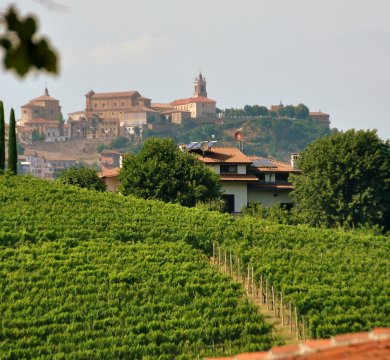 Weinberg im Piemont mit Burg im Hintergrund