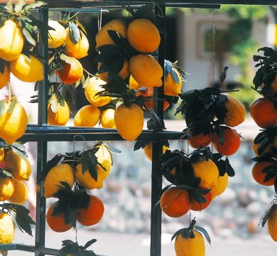 Zitronen und Orangen