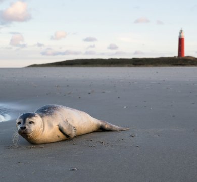 Seehund am Strand der niederländischen Insel Texel
