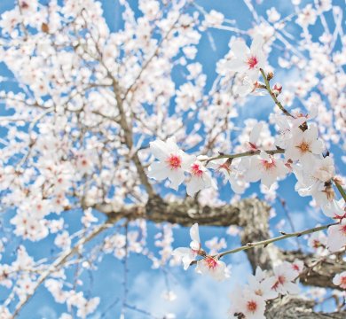 Herrlich blühende Mandelbäume