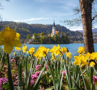 Bleder Insel im Frühling