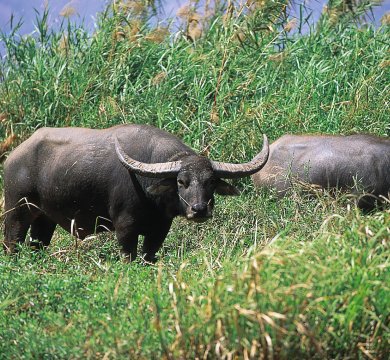Wasserbüffel am Inle See