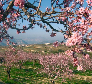 Mandelblüte