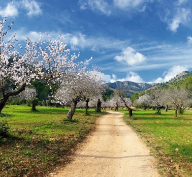 Mandelblüte