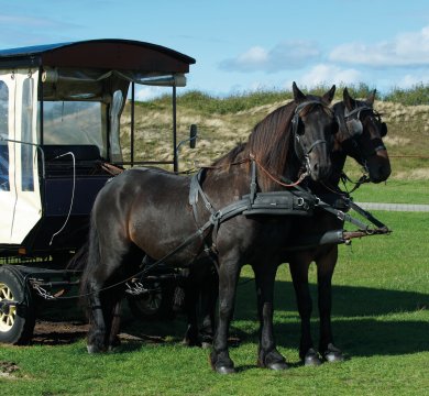 Kutschfahrt auf Langeoog