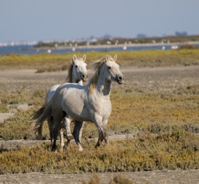 Die weißen Pferde der Camargue