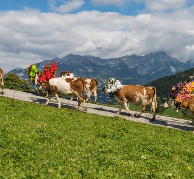 Almabtrieb in Söll