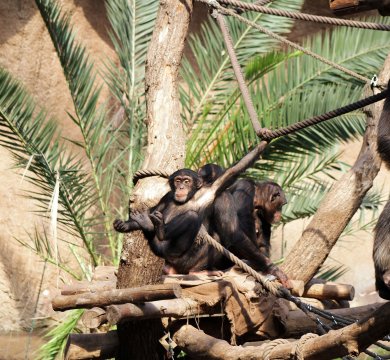 Zoo Leipzig - Schimpansenjungtier in Pongoland