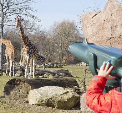 Zoo Leipzig - Giraffen auf der Savanne beobachten