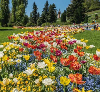 Blütenpracht auf der Insel Mainau