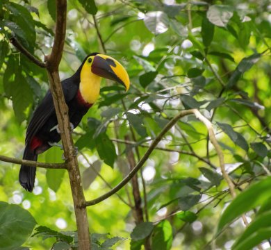 Tukan im Ecocentro Danaus
