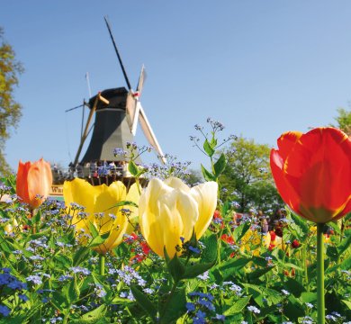 Windmühle im Keukenhof