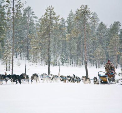 Hundeschlitten Lappland