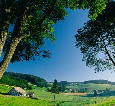 Sommer in Schwärzenbach