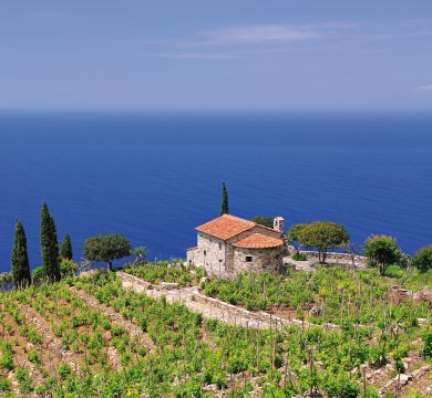 Weingut auf der Insel Elba