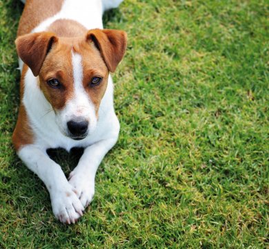 Jack Russel Terrier